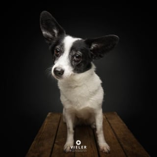 Illustration de l'article : 14 photos de chiens &acirc;g&eacute;s pour faire fondre votre coeur