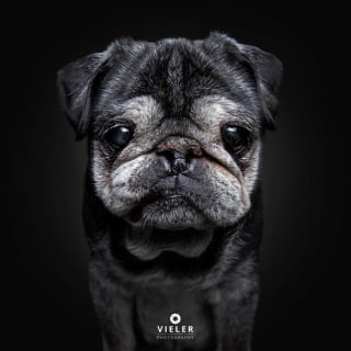 Illustration de l'article : 14 photos de chiens &acirc;g&eacute;s pour faire fondre votre coeur