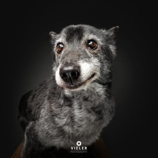 Illustration de l'article : 14 photos de chiens &acirc;g&eacute;s pour faire fondre votre coeur