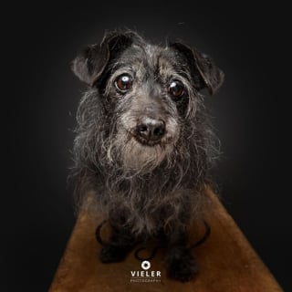 Illustration de l'article : 14 photos de chiens &acirc;g&eacute;s pour faire fondre votre coeur
