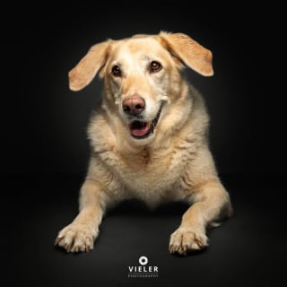 Illustration de l'article : 14 photos de chiens &acirc;g&eacute;s pour faire fondre votre coeur