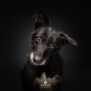 Illustration de l'article : 14 photos de chiens &acirc;g&eacute;s pour faire fondre votre coeur