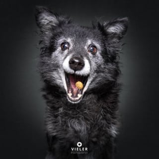 Illustration de l'article : 14 photos de chiens &acirc;g&eacute;s pour faire fondre votre coeur