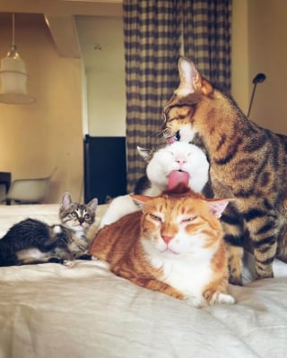 Illustration de l'article : 17 chats pris sur le fait dans des situations comiques