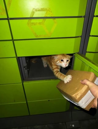 Illustration de l'article : 17 chats pris sur le fait dans des situations comiques