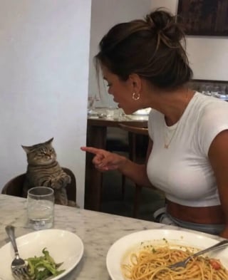 Illustration de l'article : 17 chats pris sur le fait dans des situations comiques