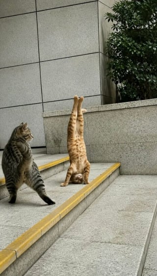 Illustration de l'article : 17 chats pris sur le fait dans des situations comiques