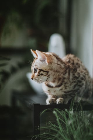 Illustration de l'article : 6 races de chats habitu&eacute;es aux climats chauds