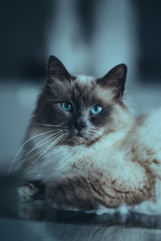 Illustration de l'article : 6 races de chats habitu&eacute;es aux climats chauds