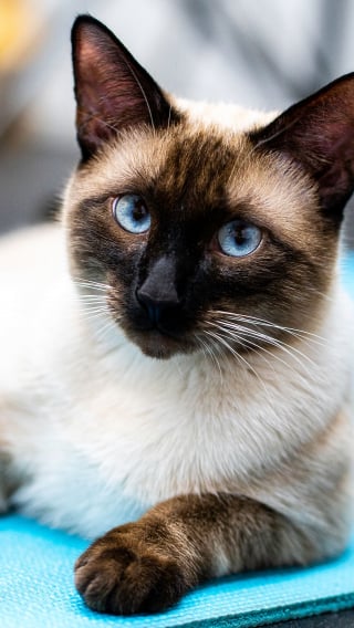 Illustration de l'article : 6 races de chats habitu&eacute;es aux climats chauds