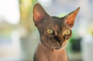 Illustration de l'article : 6 races de chats habitu&eacute;es aux climats chauds