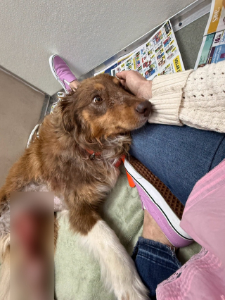 Illustration de l'article : Bless&eacute;e dans une scierie et non soign&eacute;e pendant deux mois cette chienne est sauv&eacute;e par une amputation
