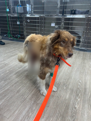 Illustration de l'article : Bless&eacute;e dans une scierie et non soign&eacute;e pendant deux mois cette chienne est sauv&eacute;e par une amputation