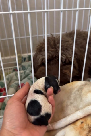 Illustration de l'article : Totalement rassur&eacute;e par la pr&eacute;sence de sa ma&icirc;tresse cette chienne Maltipoo donne naissance &agrave; 4 chiots (vid&eacute;o)