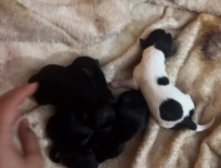 Illustration de l'article : Totalement rassur&eacute;e par la pr&eacute;sence de sa ma&icirc;tresse cette chienne Maltipoo donne naissance &agrave; 4 chiots (vid&eacute;o)