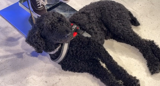 Illustration de l'article : Une femme accompagn&eacute;e de son chien d&rsquo;alerte m&eacute;dicale se voit refuser l&rsquo;entr&eacute;e d&rsquo;un restaurant malgr&eacute; la r&eacute;glementation sur ces animaux essentiels