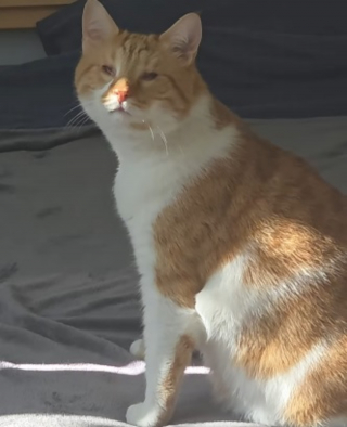 Illustration de l'article : La vid&eacute;o tr&egrave;s touchante de ce chat aveugle qui profite simplement de la chaleur d'un rayon de soleil