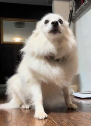Illustration de l'article : Le pelage blanc immacul&eacute; de cette chienne devient tout vert apr&egrave;s quelques roulades sur la pelouse fra&icirc;chement tondue (vid&eacute;o)