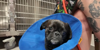 Illustration de l'article : Perdu pendant une temp&ecirc;te ce jeune chien crois&eacute; Carlin est retrouv&eacute; bless&eacute; sous une voiture gr&acirc;ce &agrave; un drone