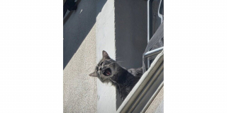 Illustration de l'article : Coinc&eacute; sur un balcon sous une chaleur accablante, un chat roux lance des appels d&eacute;sesp&eacute;r&eacute;s avant d&rsquo;&ecirc;tre secouru par les pompiers du Vaucluse (84)