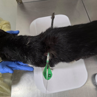 Illustration de l'article : Un chat errant transperc&eacute; par une fl&egrave;che est op&eacute;r&eacute; en urgence et survit &agrave; cet acte inqualifiable auquel une association cherche des r&eacute;ponses