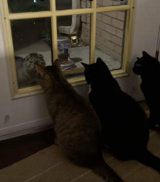 Illustration de l'article : Pendant 5 nuits, ce vieux chat malade attend devant la m&ecirc;me maison et trouve des humains pr&ecirc;ts &agrave; prendre soin de lui (vid&eacute;o)