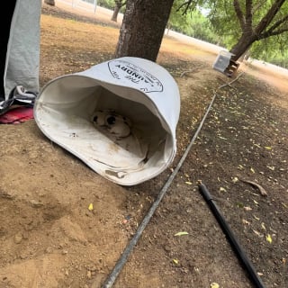 Illustration de l'article : Abandonnée dans un panier à linge, une chienne protège ses chiots et ceux d'une autre portée jusqu'à leur prise en charge