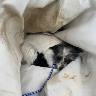 Illustration de l'article : Abandonnée dans un panier à linge, une chienne protège ses chiots et ceux d'une autre portée jusqu'à leur prise en charge