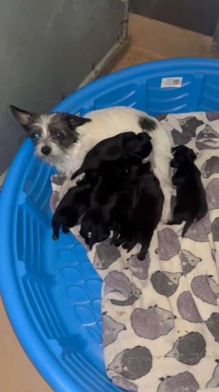 Illustration de l'article : Abandonnée dans un panier à linge, une chienne protège ses chiots et ceux d'une autre portée jusqu'à leur prise en charge