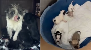 Illustration de l'article : Abandonnée dans un panier à linge, une chienne protège ses chiots et ceux d'une autre portée jusqu'à leur prise en charge