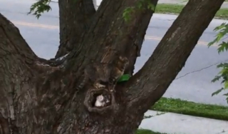 Illustration de l'article : Une chatte errante d&eacute;couverte en train d'&eacute;lever ses chatons dans un trou d'arbre, elle lance un appel &agrave; l'aide et finit par les accueillir (vid&eacute;o)
