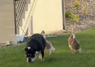 Illustration de l'article : Cette chienne choisie comme m&egrave;re par 3 canetons qui la suivent partout ne semble pas vouloir assumer cette responsabilit&eacute; (vid&eacute;o)