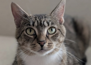 Illustration de l'article : Unique survivante de sa port&eacute;e cette courageuse chatonne surmonte la maladie avant que sa m&egrave;re soit adopt&eacute;e