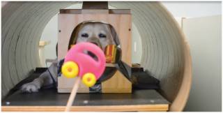 Illustration de l'article : Votre chien pr&eacute;f&egrave;re-t-il vraiment vos caresses &agrave; une friandise ? La science r&eacute;pond
