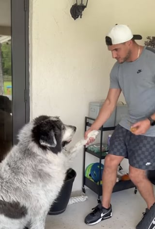 Illustration de l'article : Séparé de sa compagne, un homme passe 3 heures en avion pour revoir son chien et prouve que certains liens ne disparaissent jamais (vidéo)