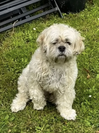 Illustration de l'article : Apr&egrave;s une nuit d&rsquo;angoisse pour son chien boiteux, une famille d&eacute;couvre qu&rsquo;il jouait la com&eacute;die pour avoir de l&rsquo;attention (vid&eacute;o)