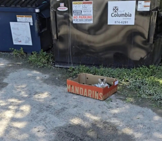 Illustration de l'article : Perdue depuis des mois cette chatte est retrouv&eacute;e avec ses chatons pr&egrave;s des poubelles d'un refuge par sa famille