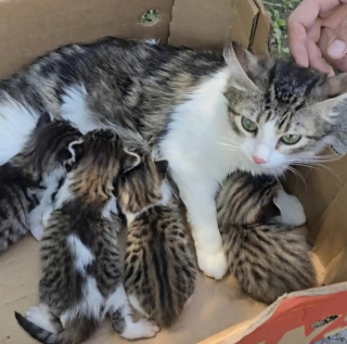 Illustration de l'article : Perdue depuis des mois cette chatte est retrouv&eacute;e avec ses chatons pr&egrave;s des poubelles d'un refuge par sa famille