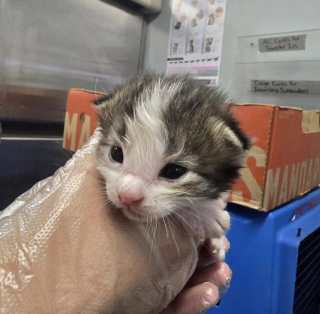 Illustration de l'article : Perdue depuis des mois cette chatte est retrouv&eacute;e avec ses chatons pr&egrave;s des poubelles d'un refuge par sa famille