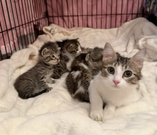 Illustration de l'article : Perdue depuis des mois cette chatte est retrouv&eacute;e avec ses chatons pr&egrave;s des poubelles d'un refuge par sa famille