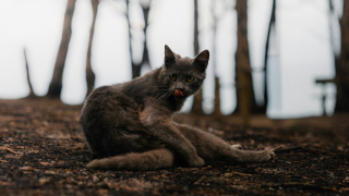 Illustration de l'article : Pourquoi votre chat se l&egrave;che-t-il soudainement apr&egrave;s avoir tr&eacute;buch&eacute; ?