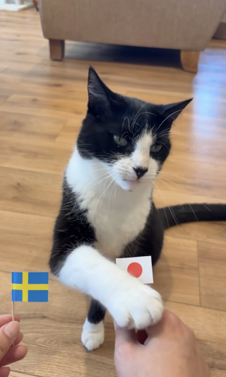 Illustration de l'article : Ce chat &eacute;tonnant r&eacute;alise un sans faute dans ses pronostics de la Coupe du monde de football (vid&eacute;o)