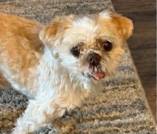 Illustration de l'article : Enlevé devant chez lui par une inconnue, un chien sénior est retrouvé 2 mois plus tard et 1600 km plus loin grâce à sa puce