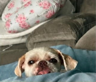 Illustration de l'article : Enlevé devant chez lui par une inconnue, un chien sénior est retrouvé 2 mois plus tard et 1600 km plus loin grâce à sa puce