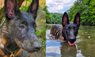 Illustration de l'article : Ce Malinois profitant d'une baignade dans une rivi&egrave;re est persuad&eacute; qu'il ne peut sortir de l'eau qu'en tirant son propre harnais (vid&eacute;o)