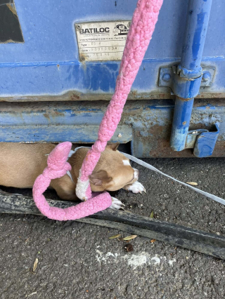 Illustration de l'article : En Moselle, ce refuge lance un appel &agrave; t&eacute;moins apr&egrave;s l'abandon d'une Chihuahua attach&eacute;e &agrave; sa benne &agrave; ordures en plein soleil