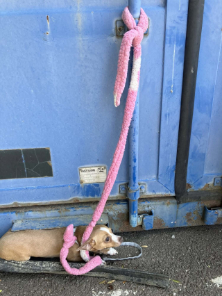 Illustration de l'article : En Moselle, ce refuge lance un appel &agrave; t&eacute;moins apr&egrave;s l'abandon d'une Chihuahua attach&eacute;e &agrave; sa benne &agrave; ordures en plein soleil