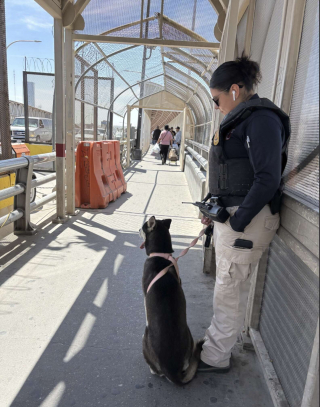 Illustration de l'article : Son Husky s'enfuit et se retrouve dans un autre pays, une femme le retrouve grâce à une belle chaîne de solidarité (vidéo)