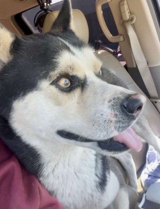 Illustration de l'article : Son Husky s'enfuit et se retrouve dans un autre pays, une femme le retrouve grâce à une belle chaîne de solidarité (vidéo)