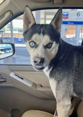 Illustration de l'article : Son Husky s'enfuit et se retrouve dans un autre pays, une femme le retrouve grâce à une belle chaîne de solidarité (vidéo)
